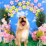 ヨーキーｘマルチーズ　　リブくん