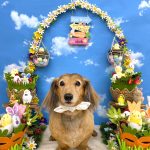 ダックスフンド　ラブちゃん