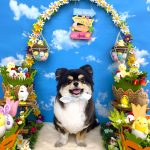 ポメｘチワワ　オレオくん