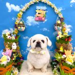 ペキニーズ　ファルコンくん