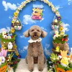 トイプードル　ライトくん