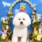 ビションフリーゼ　ラデュレくん