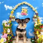 ポメプー　サンディ―くん