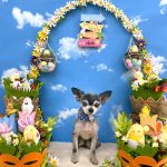 チワワ　ジョンくん