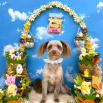 初めてご来店　チワプー　来夢（らむ）くん　PV動画あり