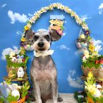 ミニュチュアシュナウザー　はるくん