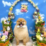 ポメラニアン　天くん