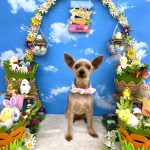 ヨークシャーテリア　メイちゃん