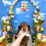 ダックスフンド　メロくん