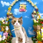 ねこ　スコティッシュフォールド　アリスちゃん