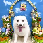 スピッツ　ユメちゃん