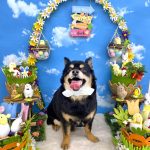 チワワ　ジョイくん