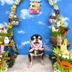 チワワ　ココちゃん