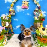 初めてご来店　ヨークシャーテリア　ロカちゃん　PV動画あり