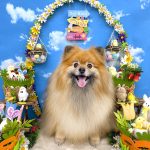 ポメラニアン　コロンちゃん