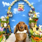 カニンヘン・ダックスフンド　プリンくん