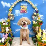 トイプードル　プーくん