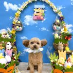 トイプードル　のあくん