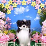 パピヨン　ジーナくん