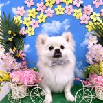 ポメラニアンｘペキニーズ　ソラ丸くん　シルクパック