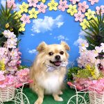 チワワ　あずきくん　泥パック