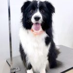 ボーダーコリー　ごまくん