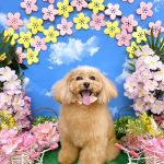 トイプードル　キャンディーちゃん