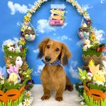 初めてご来店　ミニュチュアダックス　チョコくん　PV動画あり