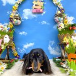 カニヘンダックス　キキちゃん