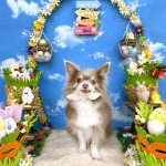 チワワ　ちゅらちゃん