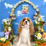 キャバリア　クレアちゃん