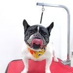 フレンチブルドッグ　　　ハルちゃん