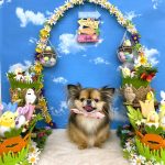 チワワｘプチブラバンソン　もずくちゃん