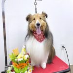 シェルテイー　さくらちゃん