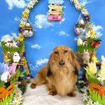 ダックスフンド　麦くん