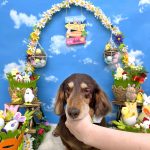 ダックスフンド　チースケくん