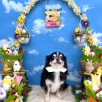 チワワ　らんちゃん