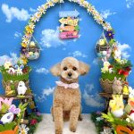 トイプードル　ププちゃん