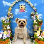 初めてご来店　ヨーキー＆ブリュッセルグリフォン　ふうたくん　PV動画あり