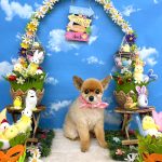 ポメラニアン　れおちゃん