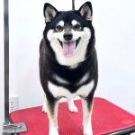 柴犬　ちまきちゃん