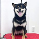 柴犬　はるちゃん