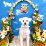 トイプードル　さんくん