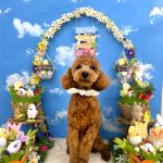 トイプードル　ソースケくん