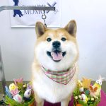初めてご来店　柴犬　なるちゃん　PV動画あり