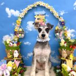 ミニュチュアシュナウザー　マーブルくん