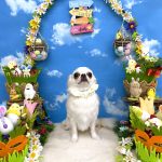 チワワ　ルイちゃん