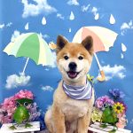 サンくん