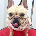 フレンチブルドッグ　ペコちゃん