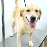 ラブラドールレトリバー　ランちゃん